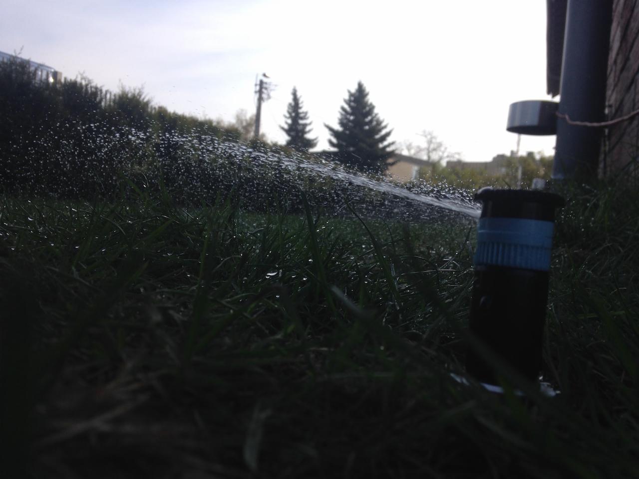 Działający zraszacz trawnikowy z niebieskim akcentem, w tle drzewa iglaste i słup elektryczny. Woda rozpylana na trawnik w słoneczny dzień.