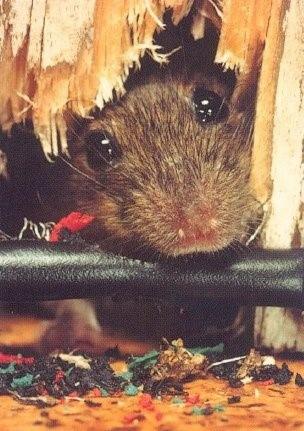 Mysz wyłania się z dziury w przegryzionym drewnie, otoczona strzępami i odpadkami. Widok z bliska na pyszczek zwierzęcia w jego środowisku.