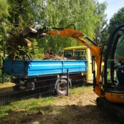 Żółta mini koparka JCB ładuje korzenie drzew i ziemię do niebieskiej skrzyni ładunkowej żółtej ciężarówki, widoczne ogrodzenie z siatki i drzewa w tle.
