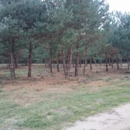 Po częściowym przycięciu drzew w lesie, widoczny sprzęt do wycinki i przyczepka. Ścięte gałęzie leżą na ziemi, ślady po pracy sprzętu ciężkiego.