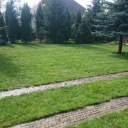 Świeżo ułożona trawa z rolki w ogrodzie, widoczne ślady po układaniu, drzewa iglaste w tle, dom z czerwonym dachem po prawej.