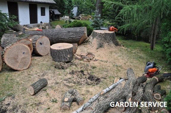 Widok po wycince drzew: pnie, kłody, piła łańcuchowa i rozsypane trociny. W tle budynek i drzewa. Praca wykonana w ogrodzie.