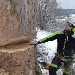 Arborysta w kasku i okularach ochronnych, z pilarką spalinową obok, po częściowym ścięciu pnia drzewa w zimowym krajobrazie.