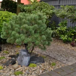 Aranżacja ogrodu z kamienną ścieżką, ozdobnym drzewkiem iglastym i krzewami. Elementy dekoracyjne z kory i kamieni. Ogrodzenie w tle.