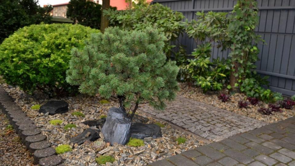 Aranżacja ogrodu z kamienną ścieżką, ozdobnym drzewkiem iglastym i krzewami. Elementy dekoracyjne z kory i kamieni. Ogrodzenie w tle.