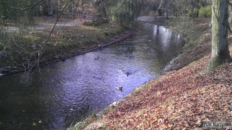 Jesienny krajobraz: spokojny strumień z kaczkami, brzeg pokryty opadłymi liśćmi, drzewa w tle. Naturalne otoczenie, relaksująca atmosfera.