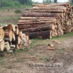 Ułożone stosy pociętych kłód drewna, w tym brzozy, na ubitej ziemi przy leśnej drodze. W tle widoczny fragment maszyny leśnej.