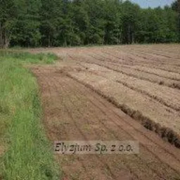 Pole po mulczowaniu z widocznymi rzędami rozdrobnionej materii organicznej, sąsiadujące z pasem zielonej trawy i lasem w tle.