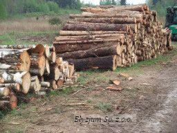 Ułożone stosy pociętych kłód drewna, w tym brzozy, na ubitej ziemi przy leśnej drodze. W tle widoczny fragment maszyny leśnej.