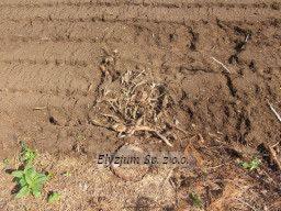 Świeżo zmielony pień drzewa po wycince, otoczony ziemią po mulczowaniu, widoczne drobne gałęzie i resztki roślinności.