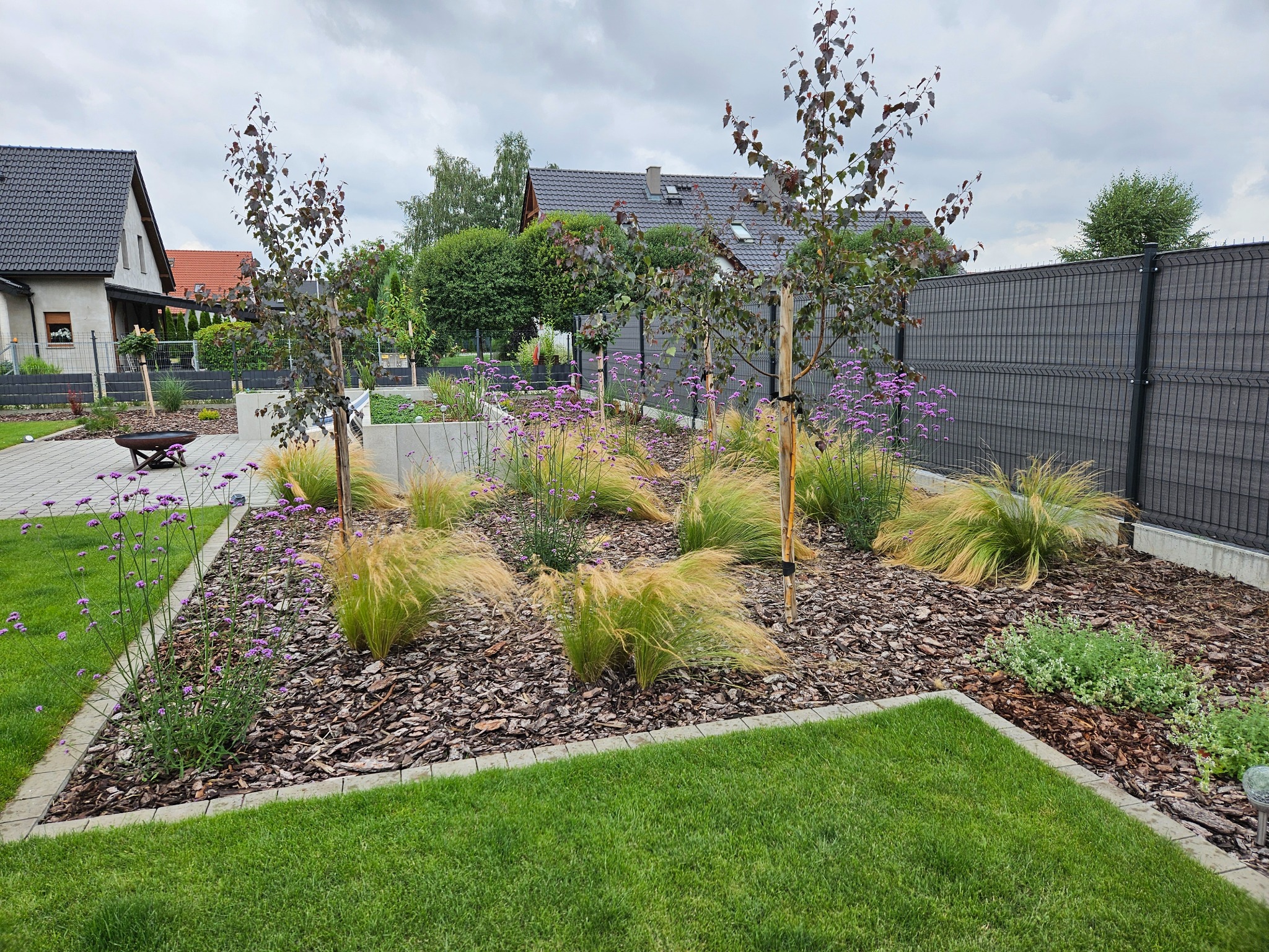 Nowoczesny ogród przydomowy z młodymi drzewkami o bordowych liściach, ozdobnymi trawami i fioletowymi kwiatami, wysypany korą, oddzielony kostką od trawnika.