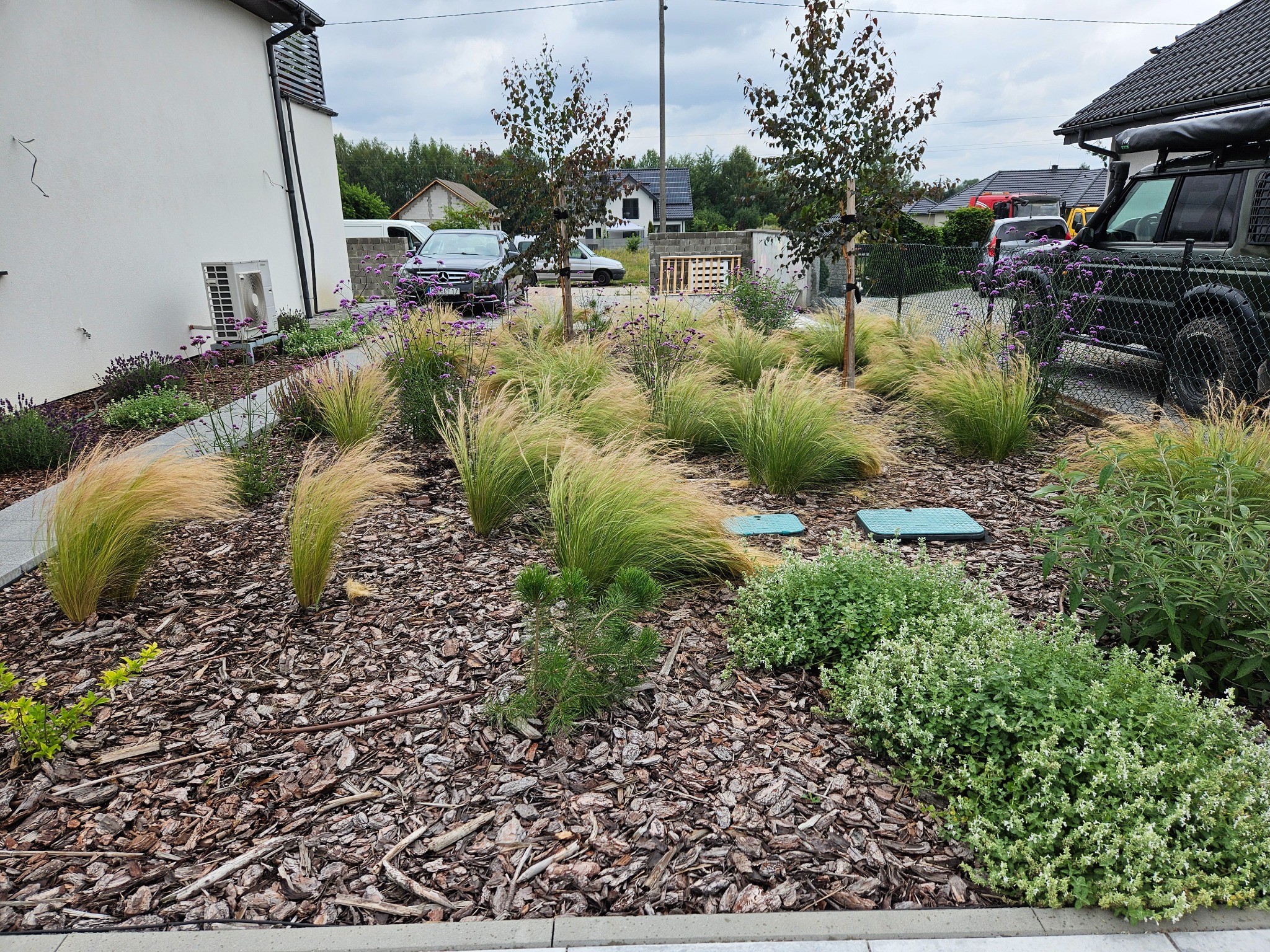 Nowoczesny ogród przydomowy z ozdobnymi trawami, korą drzewną i młodymi drzewkami, widok z poziomu gruntu, w tle zaparkowane samochody.