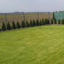 Zadbany trawnik z rzędem małych, zielonych drzewek iglastych wzdłuż metalowego ogrodzenia panelowego. W tle pole i lekko zamglone niebo.