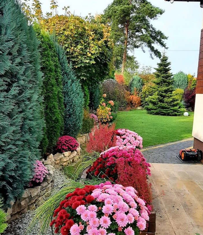 Starannie utrzymany ogród z różnorodnymi roślinami, w tym kuliste chryzantemy w odcieniach różu i czerwieni, strzyżone krzewy iglaste i trawnik, z robotem koszącym na obrzeżach.