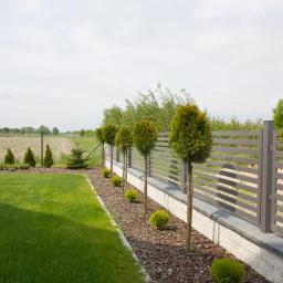 SM2 Mateusz Salamon - Szary, poziomy płot lamelowy z betonową podmurówką, obok równo przycięte tuje kuliste i stożkowe, trawnik oraz widok na pole w tle.