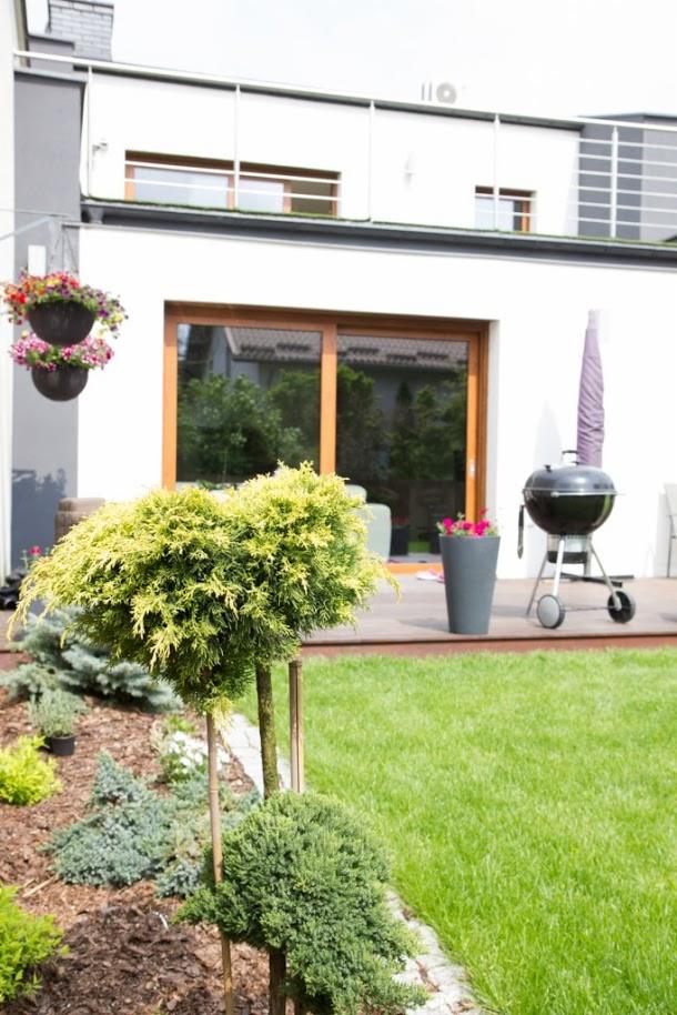 Uformowany krzew iglasty w ogrodzie przed nowoczesnym domem z tarasem, na którym stoi grill i donica z kwiatami, wiszące kosze z kwiatami przy ścianie.