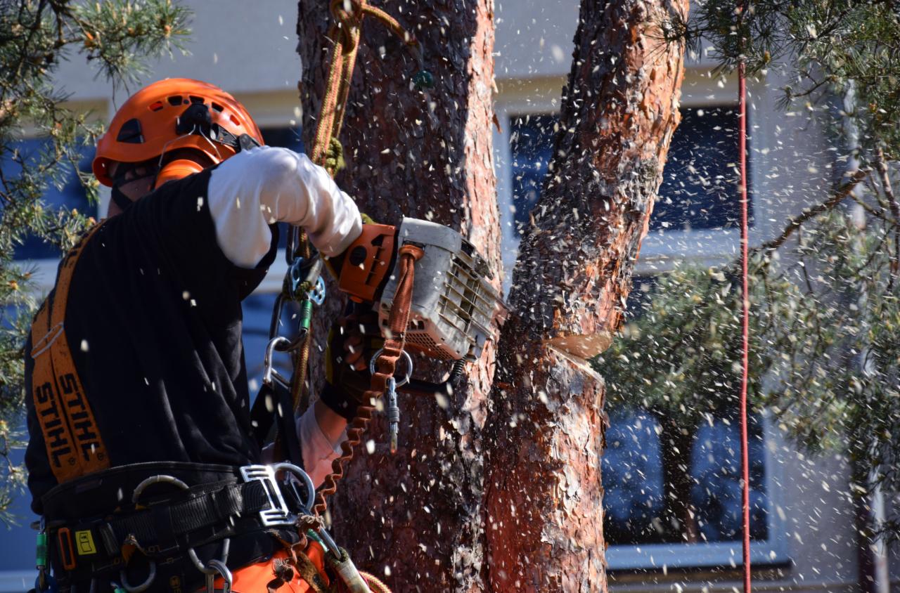 Arborysta w kasku tnie drzewo piłą spalinową Stihl, w powietrzu unoszą się wióry drewna. W tle budynek z oknami i fragmenty drzew iglastych.