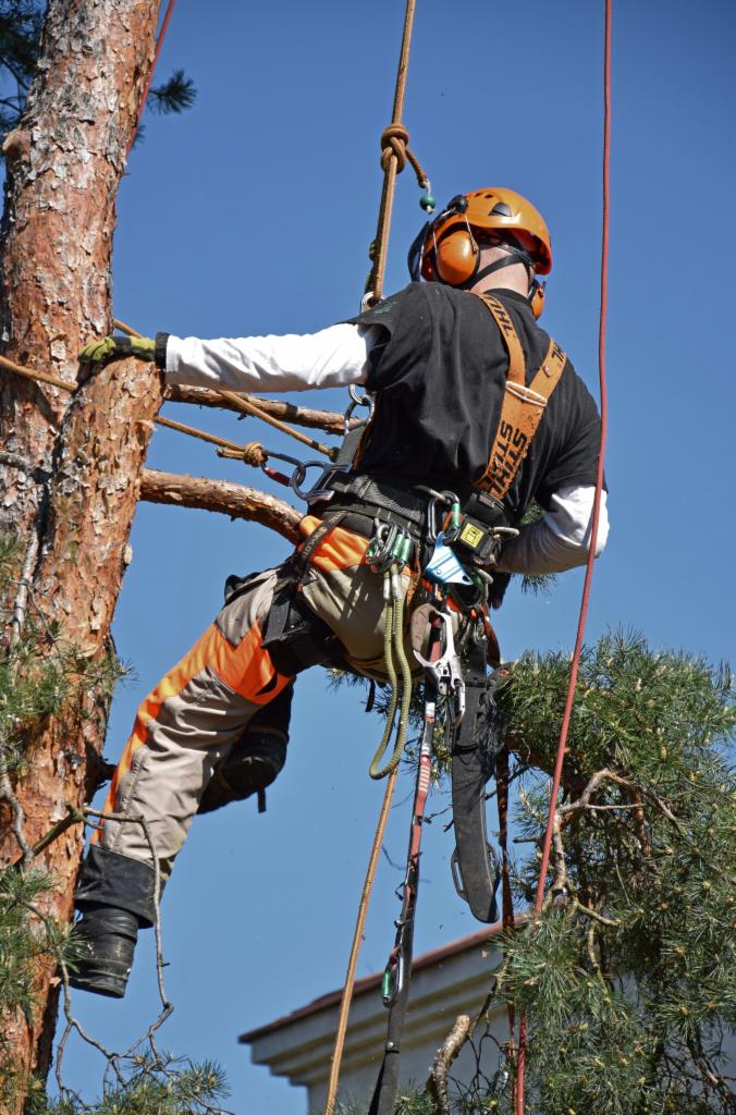 Arborysta w kasku i uprzęży, podczas pracy na drzewie, zabezpieczony linami. Widoczna piła łańcuchowa. Praca na wysokościach w słoneczny dzień.