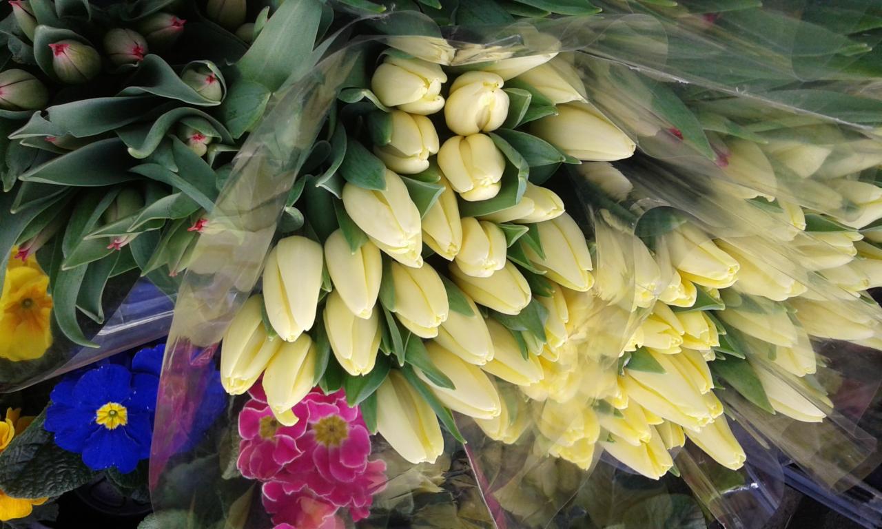 Duży bukiet kremowych tulipanów w przezroczystym opakowaniu foliowym, z widocznymi zielonymi liśćmi i pąkami, oraz kolorowe bratki w tle.