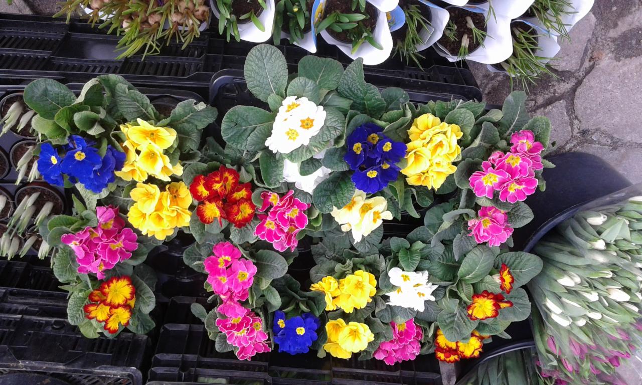 Wielobarwne prymulki w doniczkach, ułożone w czarnych plastikowych skrzynkach, gotowe do sprzedaży.