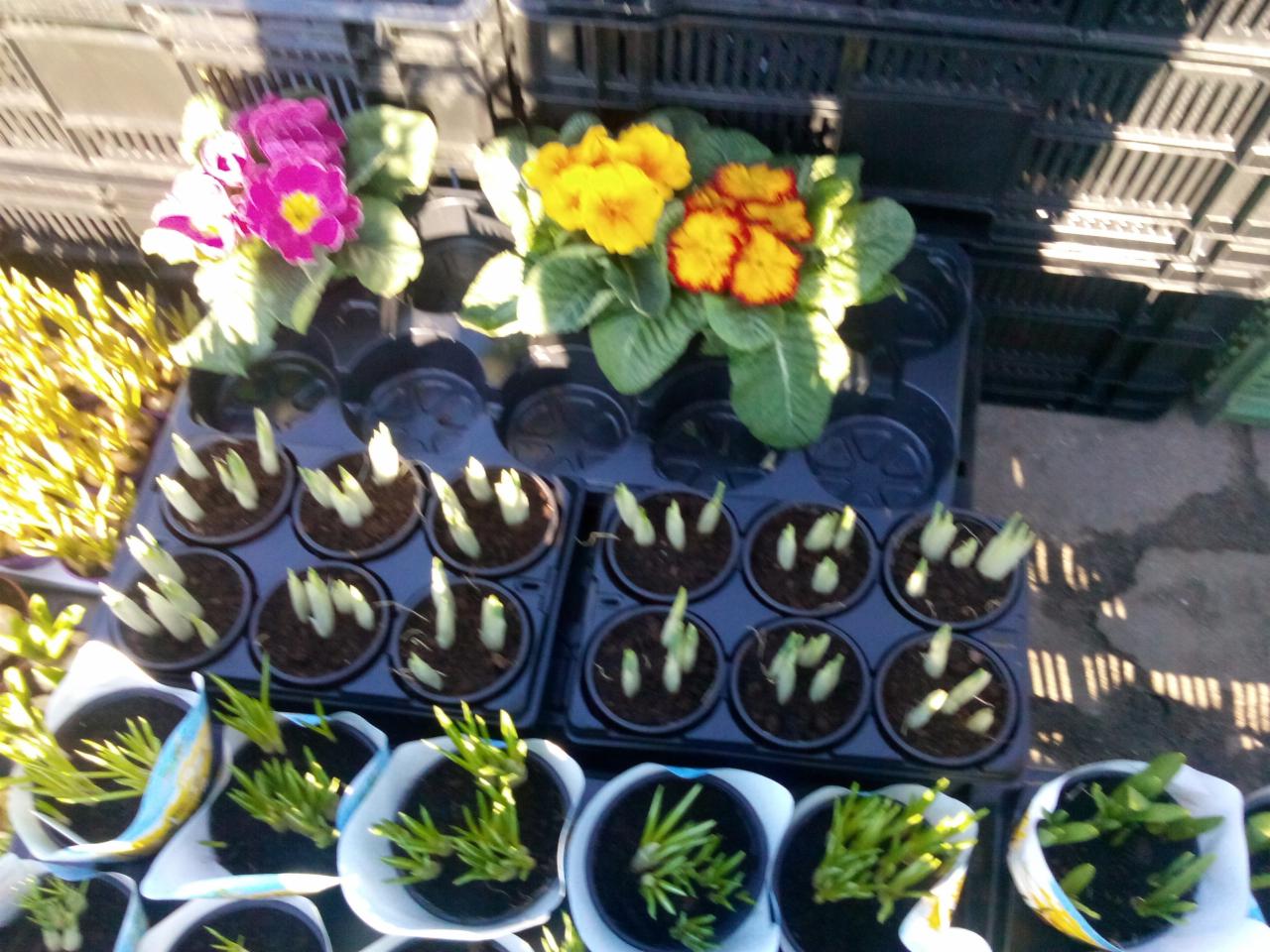 Sadzonki kwiatów w doniczkach i tackach, widoczne różowe i żółte prymulki oraz młode pędy roślin w ciemnej ziemi, ustawione na zewnątrz.