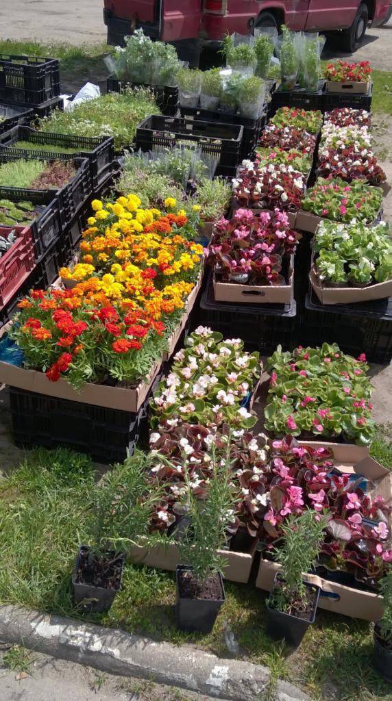 Szeroki kadr z perspektywy chodnika na ekspozycję roślin w doniczkach i skrzynkach, w tym begonie w różnych kolorach, nagietki i zioła, ustawionych na czarnych skrzynkach i tekturowych podkładkach,...