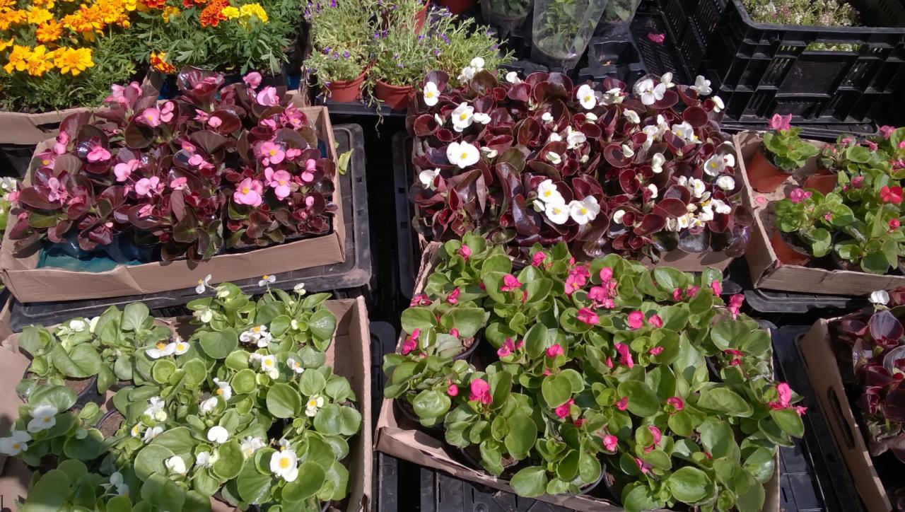 pierwiosnek zwany prymula