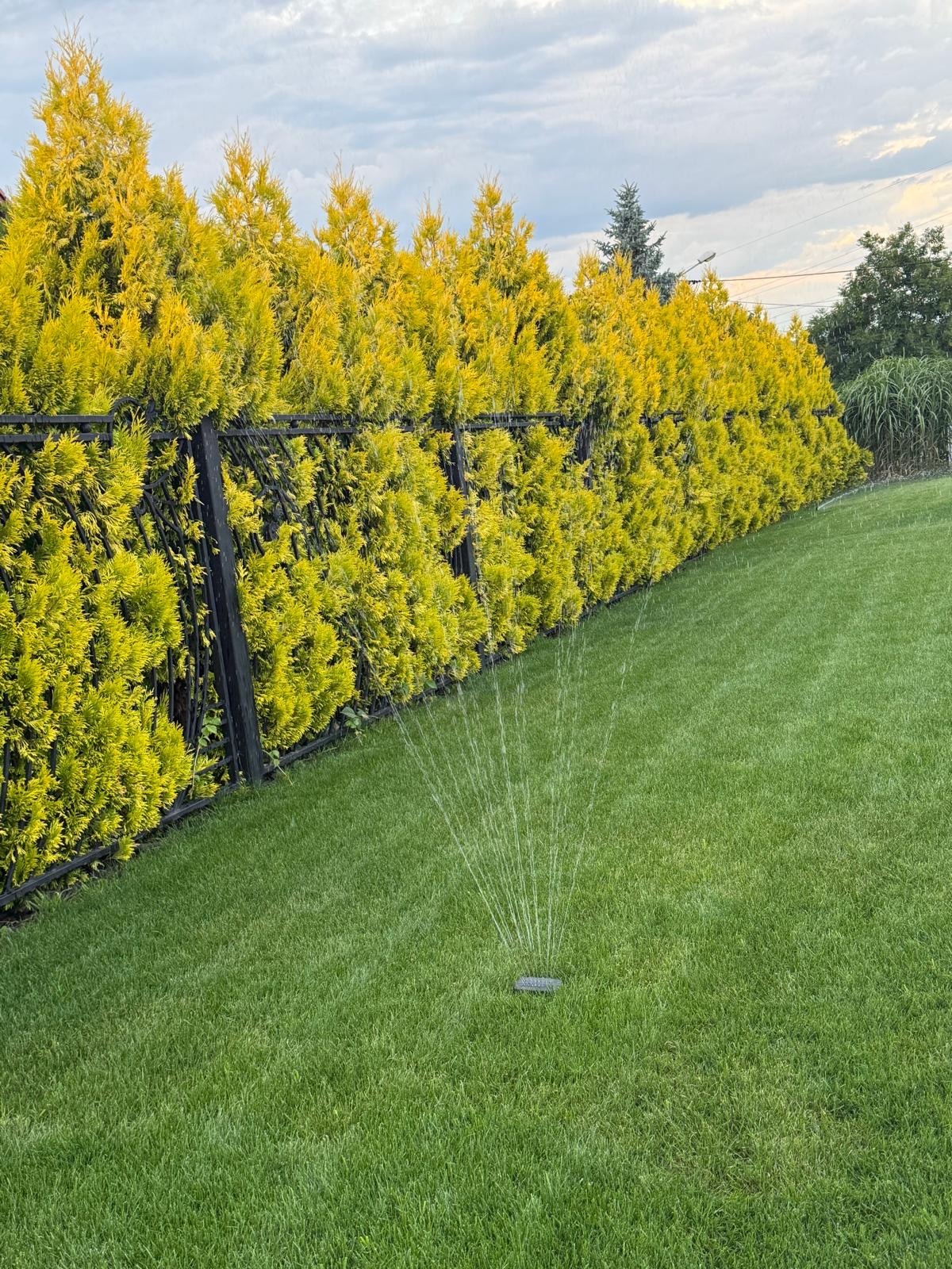 Zadbany trawnik z systemem nawadniania i żywopłotem z tuj wzdłuż czarnego ogrodzenia. Automatyczne podlewanie trawy w ogrodzie.