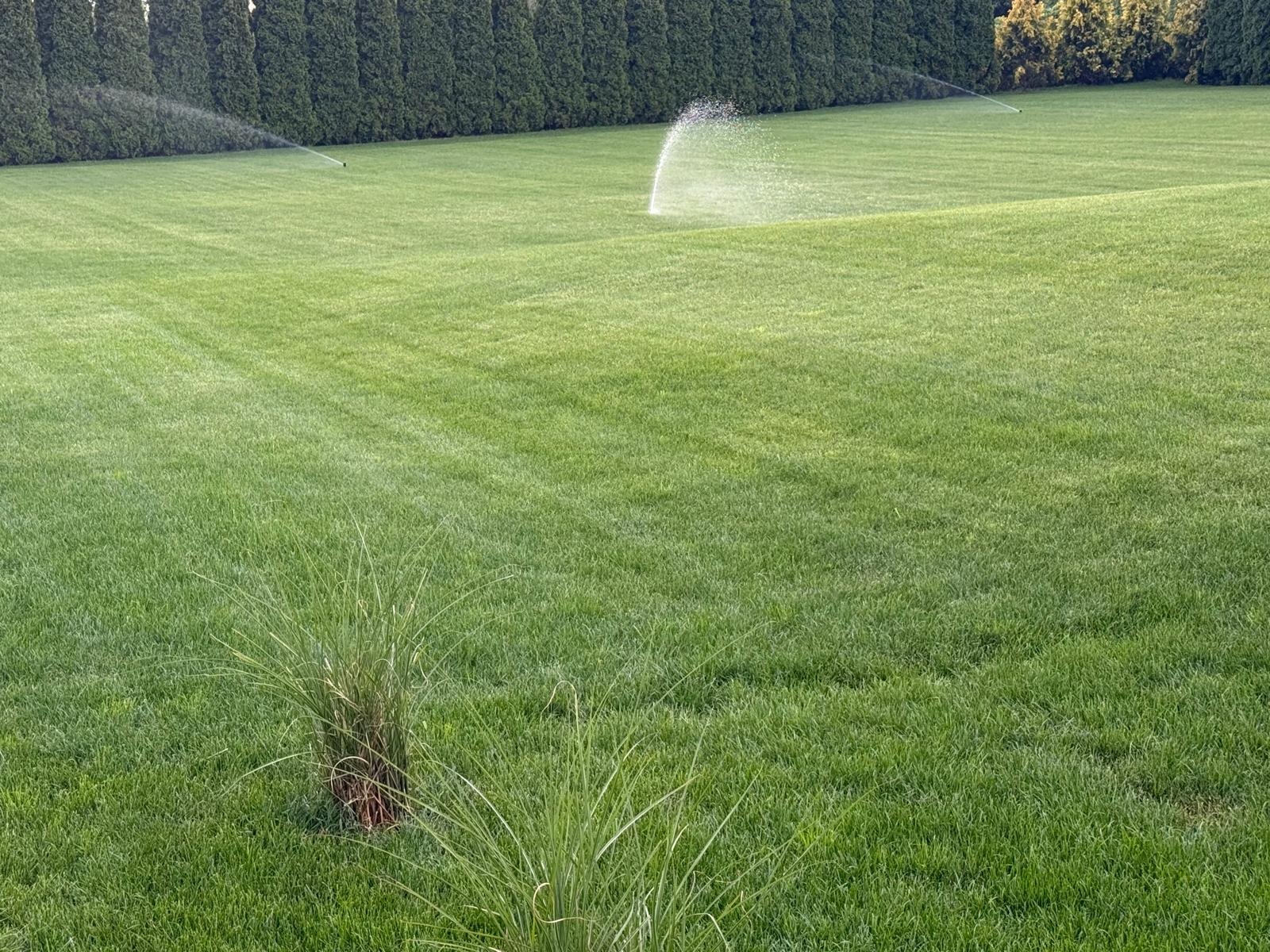 Zadbany trawnik z systemem nawadniania w akcji. W tle rząd wysokich, zielonych drzew. Na pierwszym planie kępa trawy ozdobnej.