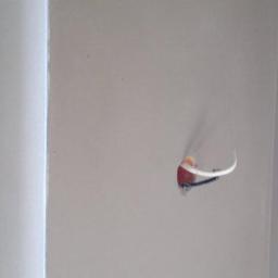 Usługi budowlane Radosław Domalaczny - Murowanie Ścian Wrocław