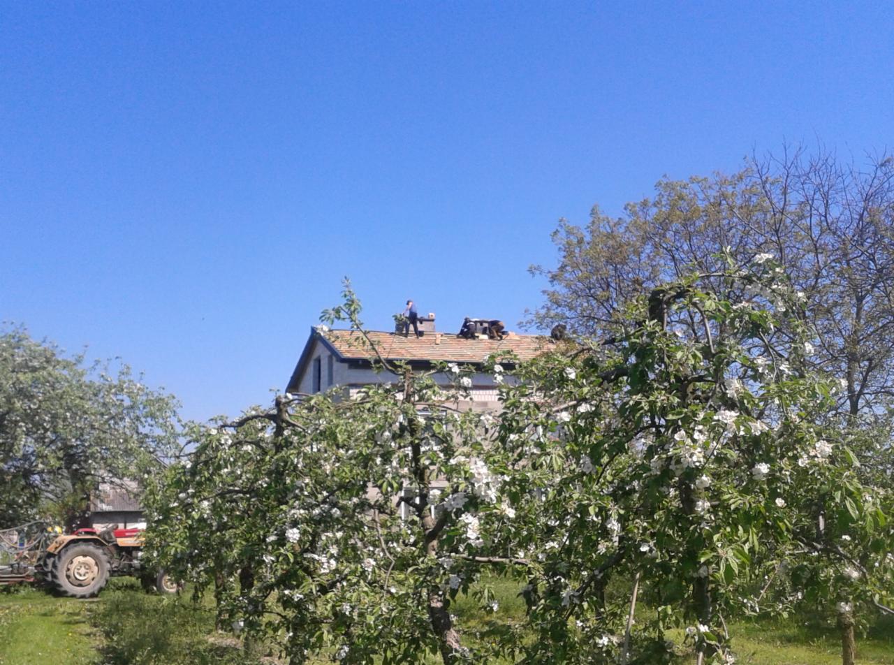 Ekipa dekarzy pracuje na dachu domu z ceglaną dachówką, widoczna zza kwitnących drzew owocowych. W tle błękitne niebo i traktor.
