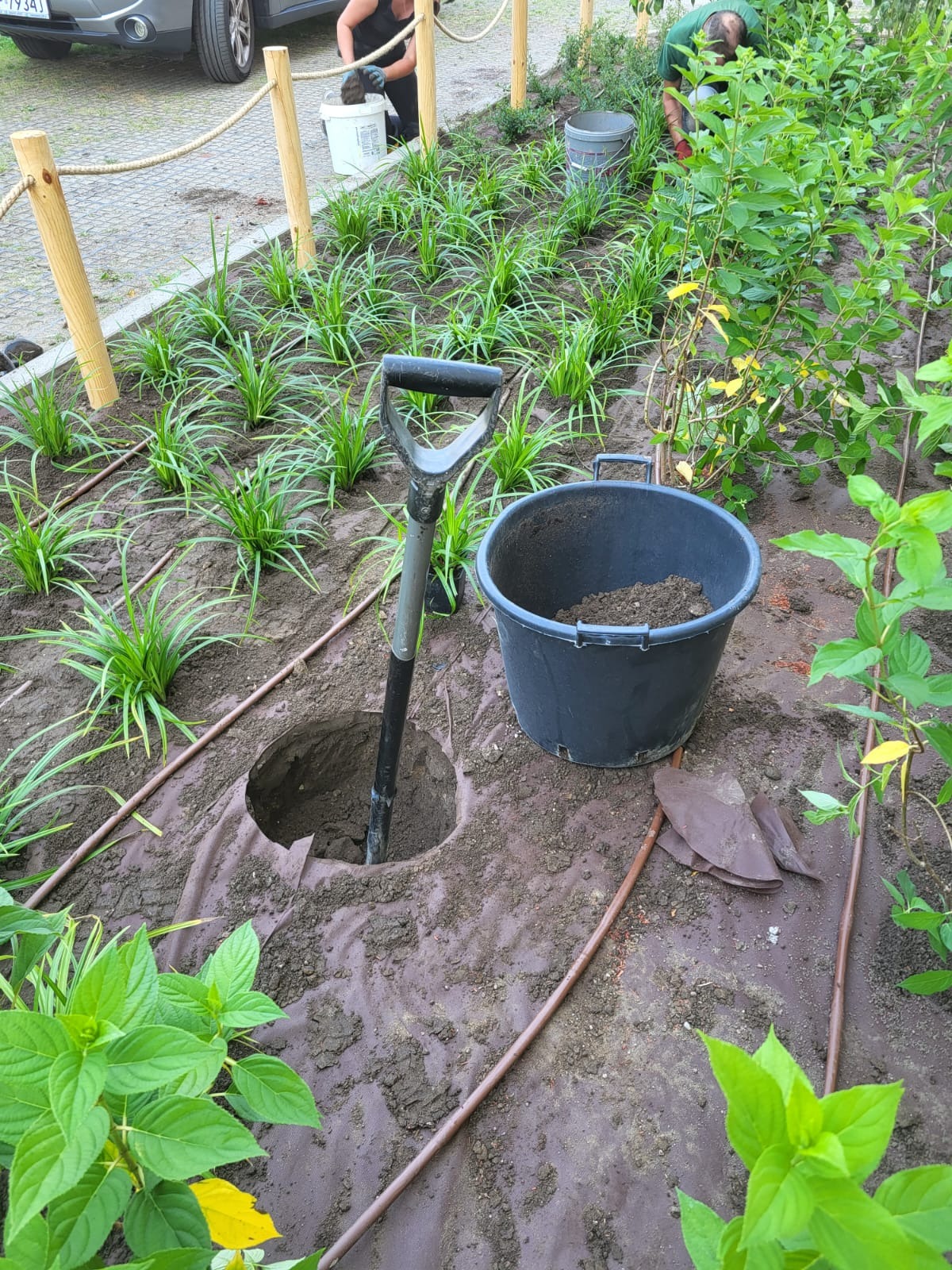 Przygotowanie rabaty w miejscowości Stare: wykopany dół, wbita łopata, obok wiadro z ziemią, widoczne sadzonki i system nawadniania.