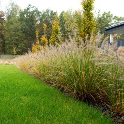 GreenPolis Sp. z o.o. - Starannie zaprojektowany ogród z równo przystrzyżonym trawnikiem i ozdobnymi trawami wzdłuż ścieżki, z domem w tle. Jesienna kolorystyka drzew.