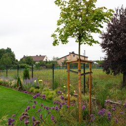 GreenPolis Sp. z o.o. - Młode drzewo podparte drewnianą konstrukcją, otoczone fioletowymi kwiatami i trawami ozdobnymi na tle zadbanego trawnika i ogrodzenia. W tle domy.