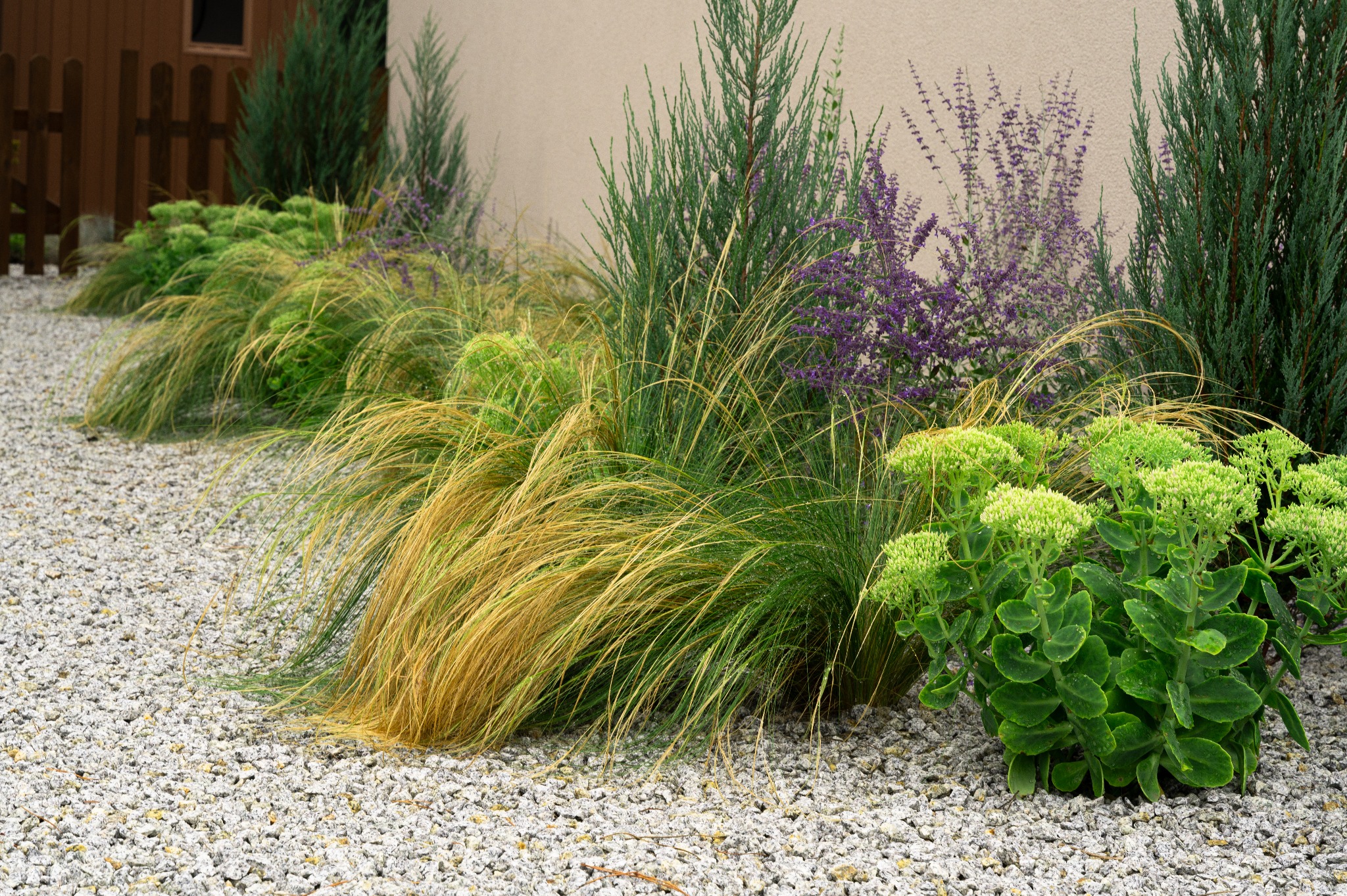 Aranżacja ogrodu z ozdobnymi trawami, rozchodnikiem okazałym i lawendą na tle jasnej ściany i żwirowego podłoża. Kompozycja z iglakami w tle.