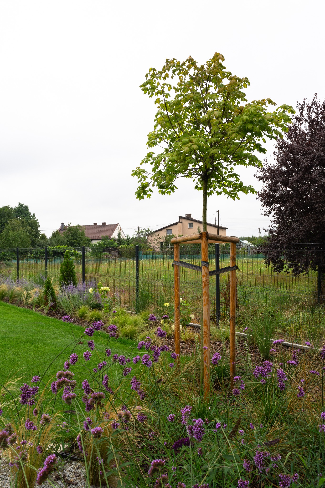 Młode drzewo podparte drewnianą konstrukcją, otoczone fioletowymi kwiatami i trawami ozdobnymi na tle zadbanego trawnika i ogrodzenia. W tle domy.