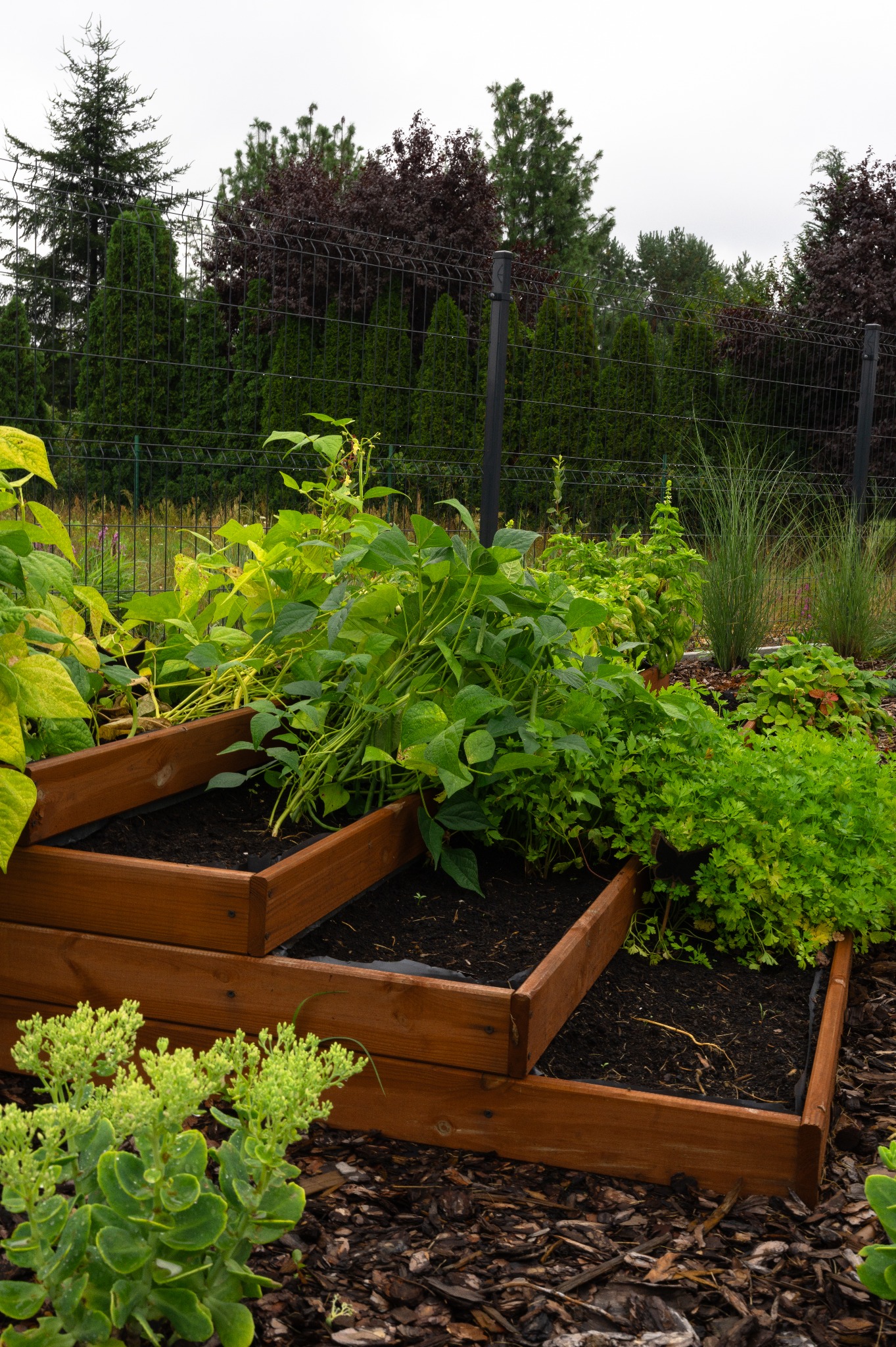 Trzystopniowa, drewniana rabata warzywna z ziemią i roślinami na tle zieleni ogrodu, ogrodzona siatką. Widoczne różne gatunki roślin i ściółka z kory.