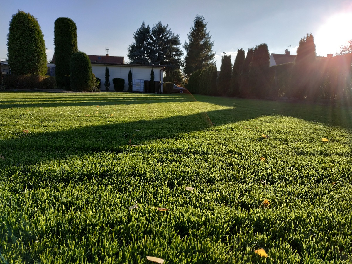 Świeżo skoszony trawnik w promieniach zachodzącego słońca, z widocznymi drzewami iglastymi w tle i kilkoma opadłymi liśćmi na trawie.