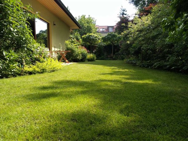 Rozległy, zadbany trawnik przed domem z bujną roślinnością, widoczne krzewy, drzewa i kwiaty, w tle budynek z dużym oknem.