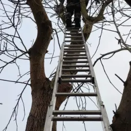 Pracownik na drabinie w koronie drzewa bez liści, przygotowujący się do cięcia gałęzi piłą spalinową.