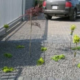 Aranżacja przestrzeni przed domem z młodymi drzewkami i krzewami posadzonymi w żwirze, obok podjazd wyłożony kostką brukową, w tle zaparkowany samochód.