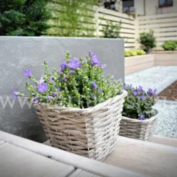Dwa wiklinowe kosze z kwitnącymi fioletowymi dzwonkami na drewnianych schodach, w tle betonowa donica i żwirowy ogródek z jasnym drewnianym płotem.