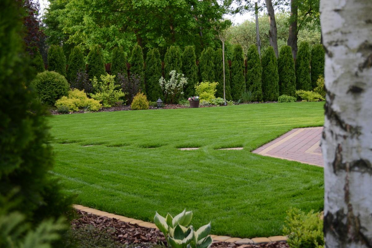 Perfekcyjnie utrzymany trawnik z systemem nawadniania, otoczony tujami i rabatami z korą, widok zza pnia brzozy.