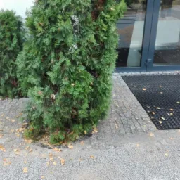 Ułożona szara kostka brukowa z opadłymi liśćmi, obok rosnące tuje i wejście do budynku z wycieraczką.