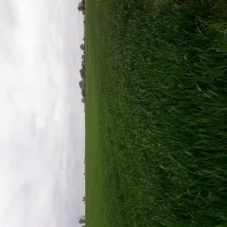 Rozległe, zielone pole pod pochmurnym niebem. Perspektywa horyzontalna, z widoczną linią drzew na horyzoncie. Dominują odcienie zieleni i szarości.