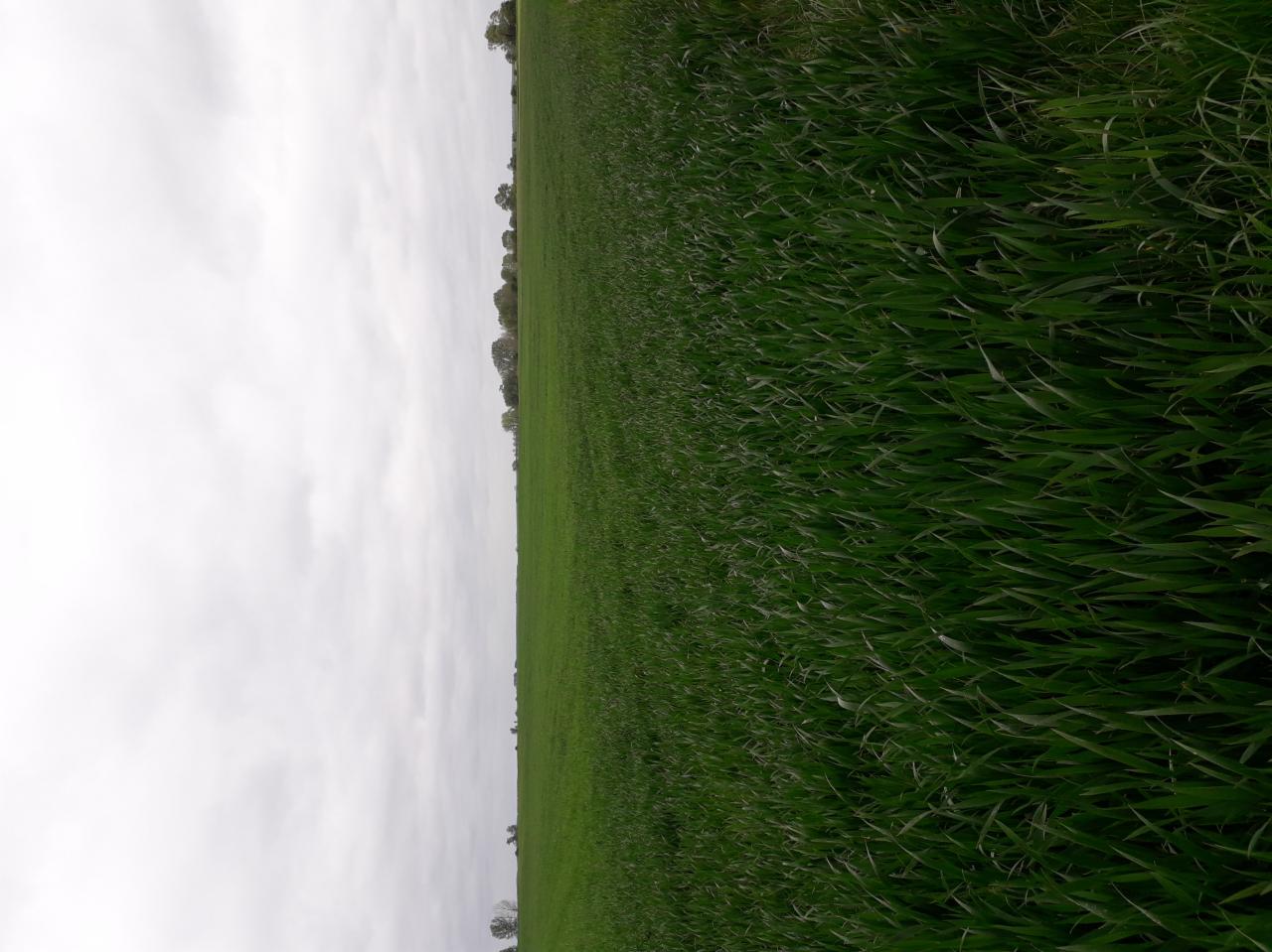 Rozległe, zielone pole pod pochmurnym niebem. Perspektywa horyzontalna, z widoczną linią drzew na horyzoncie. Dominują odcienie zieleni i szarości.