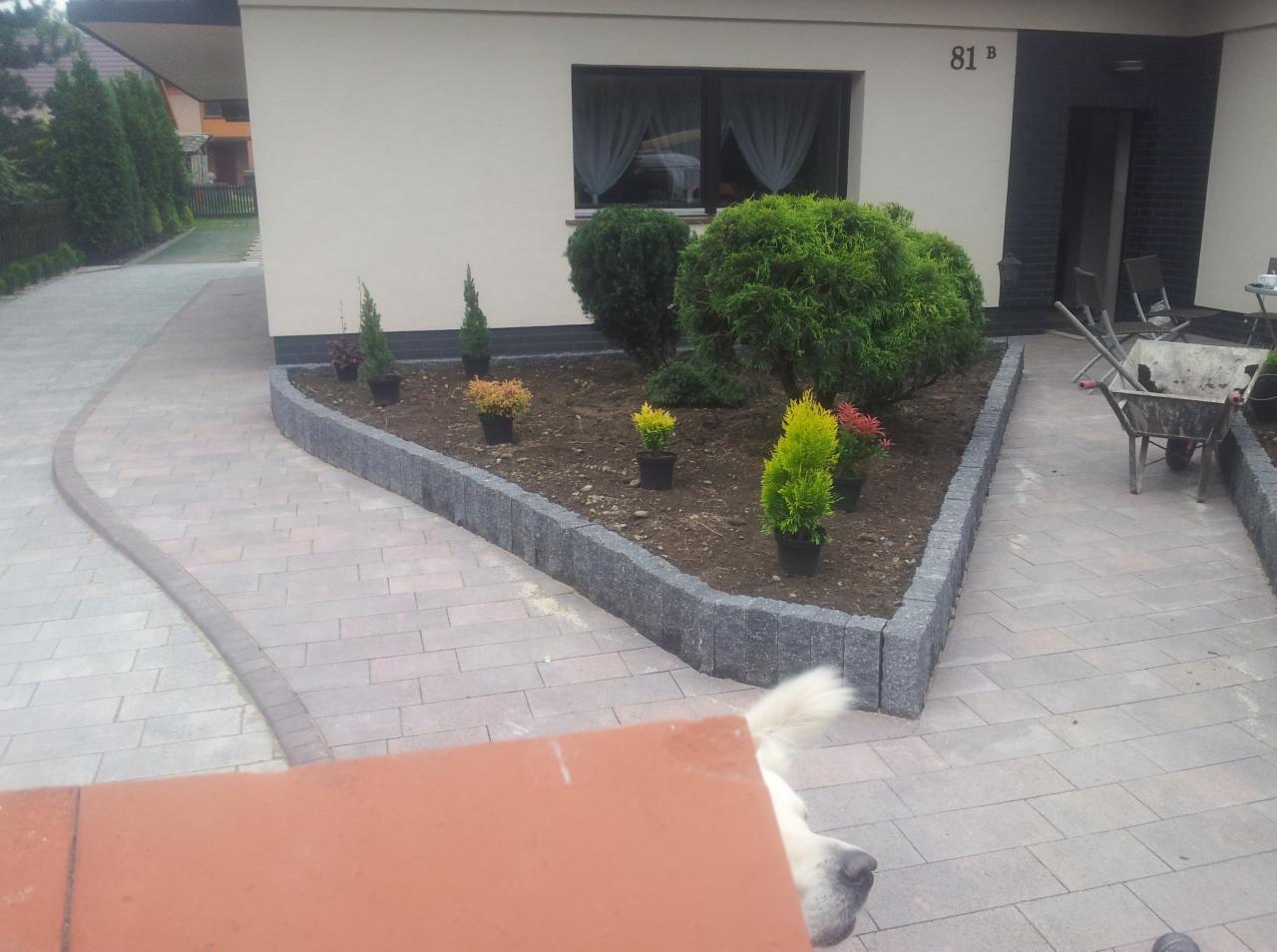 Ogród przydomowy z nowo ułożoną kostką brukową i granitową obrzeżem, świeżo posadzone krzewy ozdobne w doniczkach, widoczny fragment psiego pyska w rogu kadru.