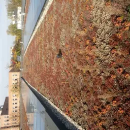 Rozległy zielony dach z roślinnością sukulentową w odcieniach czerwieni, brązu i zieleni, widok z góry na budynek z panelami słonecznymi i żwirową obwódką.