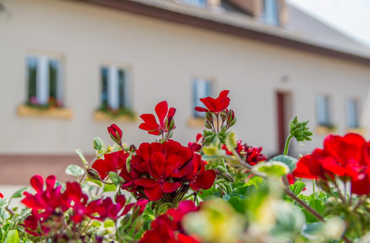 Kwitnące, intensywnie czerwone pelargonie w donicach okiennych na tle jasnej elewacji budynku z brązowym dachem i oknami.