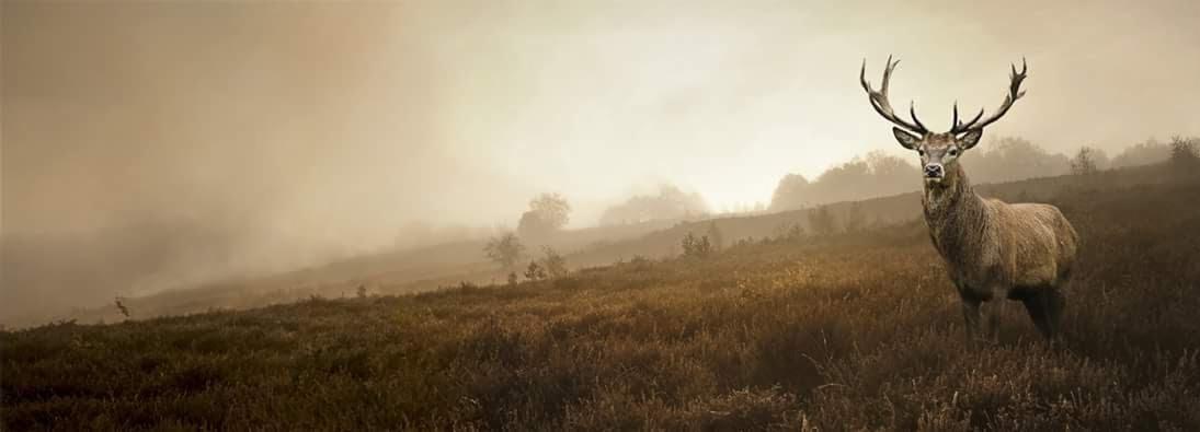 Jeleń z rozłożystym porożem na wzgórzu spowitym mgłą, w odcieniach brązu i beżu.
